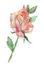 Lush rose on a blurred watercolor background. Original watercolor frame for beautiful design invitations, greeting cards, posters