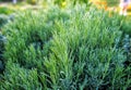 Lush rosemary bush Royalty Free Stock Photo