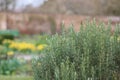 Lush rosemary bush in walled garden with blurred yellow flowers to side Royalty Free Stock Photo