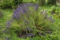 Lush sage bush in a well-kept garden Royalty Free Stock Photo