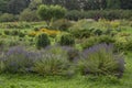 Lush sage bushes in a well-kept garden Royalty Free Stock Photo