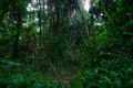 Lush scenery of the rainforest in Thailand Royalty Free Stock Photo