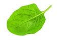 Lush spinach leaf Royalty Free Stock Photo