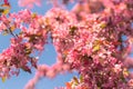 A lush spring blooming apple tree with bright purple delicate pink flowers blooms in the park against a backdrop of blue sky Royalty Free Stock Photo