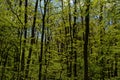 Lush spring forest with fresh green leaves Royalty Free Stock Photo