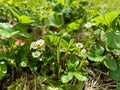 Lush Springtime Display of Wild Strawberry Flowers Amidst Vibrant Green Foliage in Natural Woodland Setting Royalty Free Stock Photo