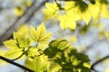 lush springtime foliage on a tree branch in the sunshine close up of fresh spring green maple leaves forest lit morning sun may Royalty Free Stock Photo