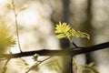 lush springtime foliage on a tree branch in the sunshine close up of fresh spring green rowan berry leaves forest lit morning sun Royalty Free Stock Photo