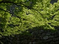 Lush springtime greenery of momiji trees under the walls of Marugame castle Royalty Free Stock Photo