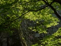 Lush springtime greenery of momiji trees under the walls of Marugame castle Royalty Free Stock Photo