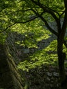 Lush springtime greenery of momiji trees under the walls of Marugame castle Royalty Free Stock Photo