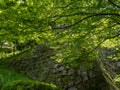 Lush springtime greenery of momiji trees under the walls of Marugame castle Royalty Free Stock Photo