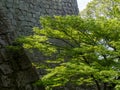 Lush springtime greenery of momiji trees under the walls of Marugame castle Royalty Free Stock Photo