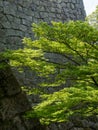 Lush springtime greenery of momiji trees under the walls of Marugame castle Royalty Free Stock Photo