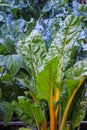 A lush square foot garden with beans, collard greens, kale and S