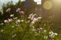 Lush summer flowers in the bright sun with highlights