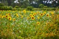 Lush Sunflower and Wildflower Field with Soft Lighting