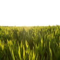 Lush sunny green grass wheat on white