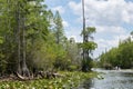 Lush swamp waterway and hanging everglade trees