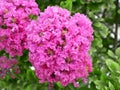 Lush terry pink inflorescence of crape myrtle