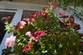 Lush thickets of pale pink and crimson petunias bloom in the balcony garden against the background of the window