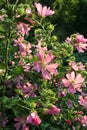 Lush thickets of pink alcea hollyhock close up