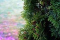 Lush thuja