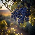 lush tree laden with a fragrant harvest of ripe blueberries growing in the foreground