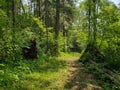 A lush tree-lined footpath on the Baldy Mountain hiking trail in Duck Mountain Provincial Park, Manitoba, Canada Royalty Free Stock Photo