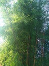 the lush tree of mini bamboo