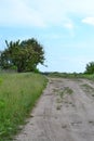 a lush tree stands in a field near the road Royalty Free Stock Photo