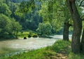 Lush trees on the bank of a shallow river