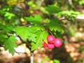 Green branch of wild raspberries with three red and juicy raspberries Royalty Free Stock Photo