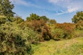 Lush trees with green leaves with reddish highlights on a hill, green wild grass in a meadow