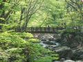 Bridge Forest Stream Gyeryongsan National Park Daejeon Korea