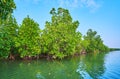 The lush trees of red mangrove forest, Chaung Tha, Myanmar