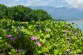 Lush Tropical Beach Vegetation With Beach Morning Glory Flowers Or Bayhops Plants On Sunny Day Royalty Free Stock Photo