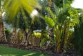 Lush tropical bushes and trees outdoor