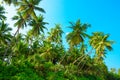 Tropical coconut palm tress on a sunny summer day