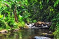 Lush tropical flora in the rainforest of Suva, Fiji