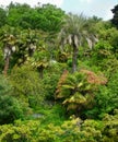Lush tropical foliage