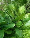 Lush tropical foliage landscape