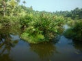 Lush tropical grass-roots swamp