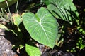 Lush Tropical heart-shaped green leaf with white veins in a sunlight Royalty Free Stock Photo