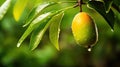 lush tropical mango fruit Royalty Free Stock Photo