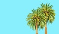 Lush Tropical Palms on Bright Blue Background Royalty Free Stock Photo