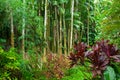 Lush tropical rain forest Royalty Free Stock Photo