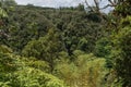 Tropical rainforest and waterfall at the Akaka Falls state park on the Big Island of Hawaii Royalty Free Stock Photo