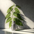 Lush Tropical Tree with Small Green Lance-Shaped Leaves Basks in Sunlight from Window, Casting Shadows on Blank Polished Concrete