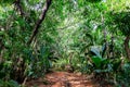 Lush tropical vegetation in dark rainforest with endemic palm trees, Praslin, Seychelles